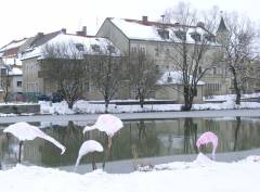 Grossansicht in neuem Fenster: Agenda 21 - Rosa Flamingos am Balkspitz - Bild 1